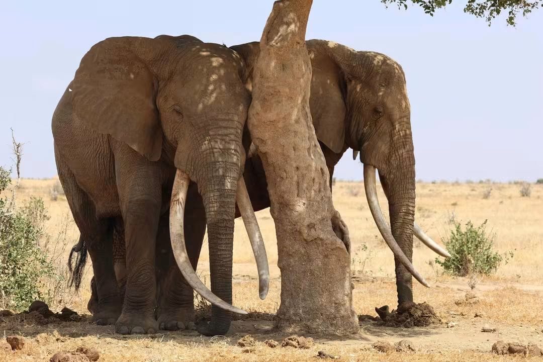 3 Day — Tsavo West + Amboseli